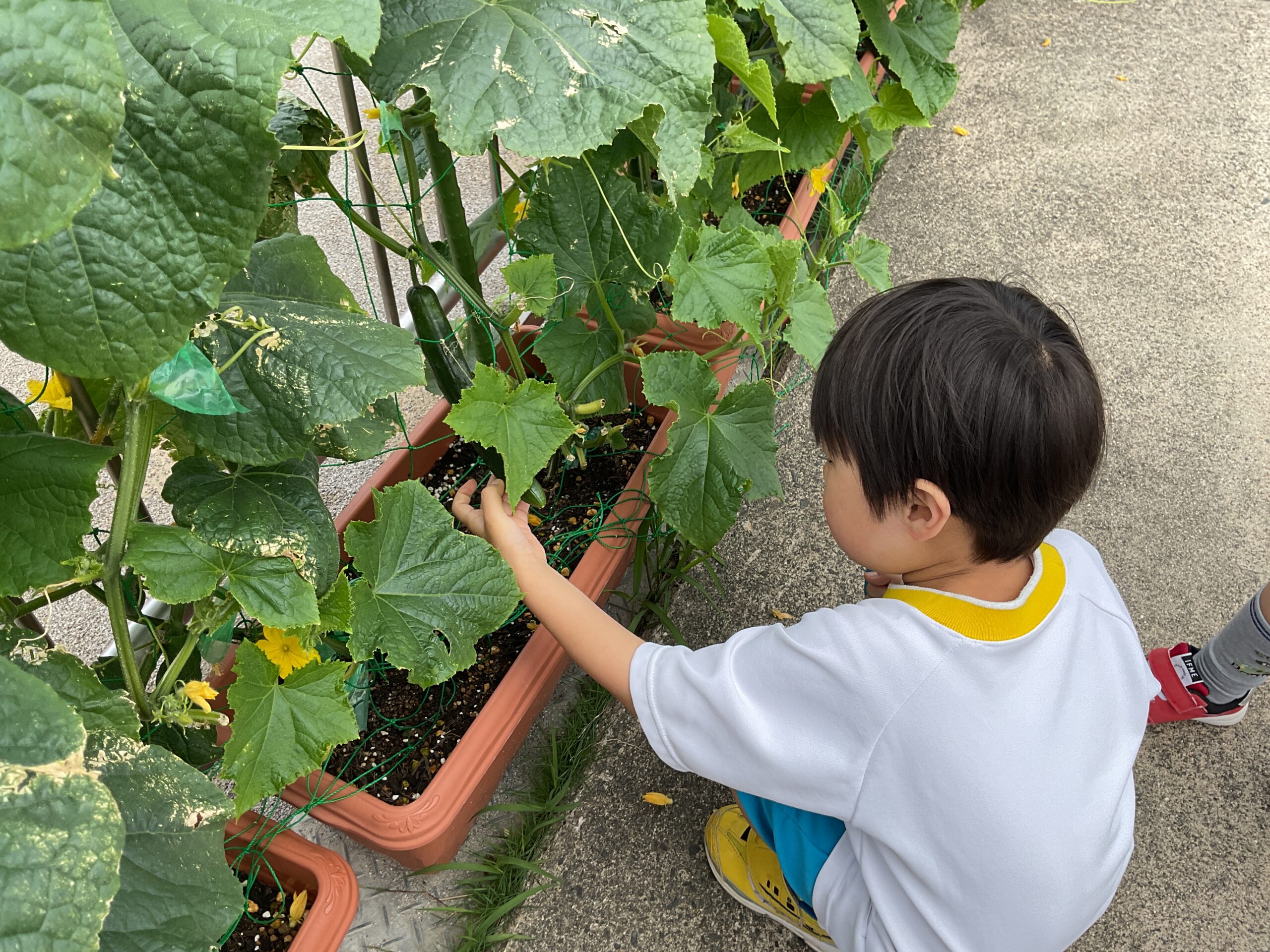 野菜が採れたよ！